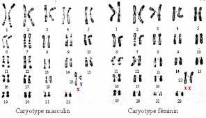 chromosomes du code genetique