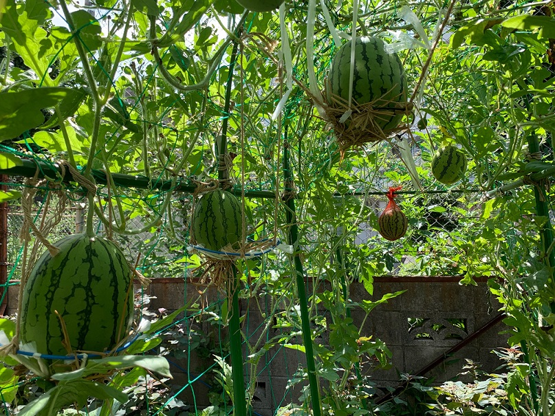 会員のみなさんが野菜を栽培しています。今年はスイカの空中栽培を試み例年にない収穫でした。