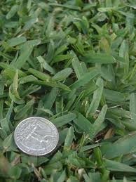 st augustine grass