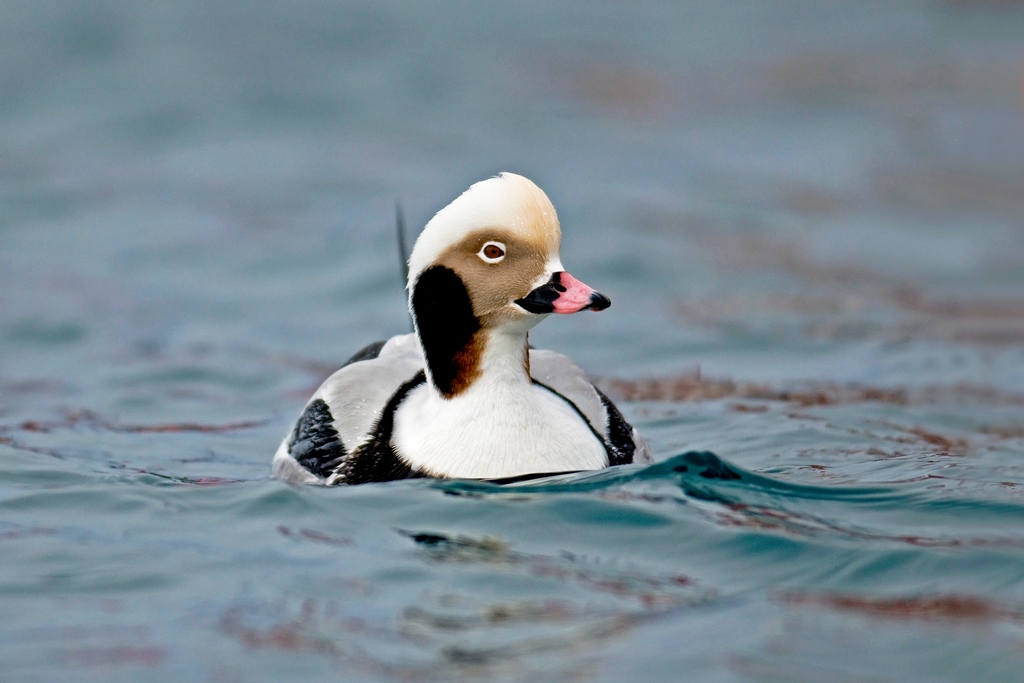 Exkursion: Die Bedeutung Usedoms für überwinternde Wasservögel