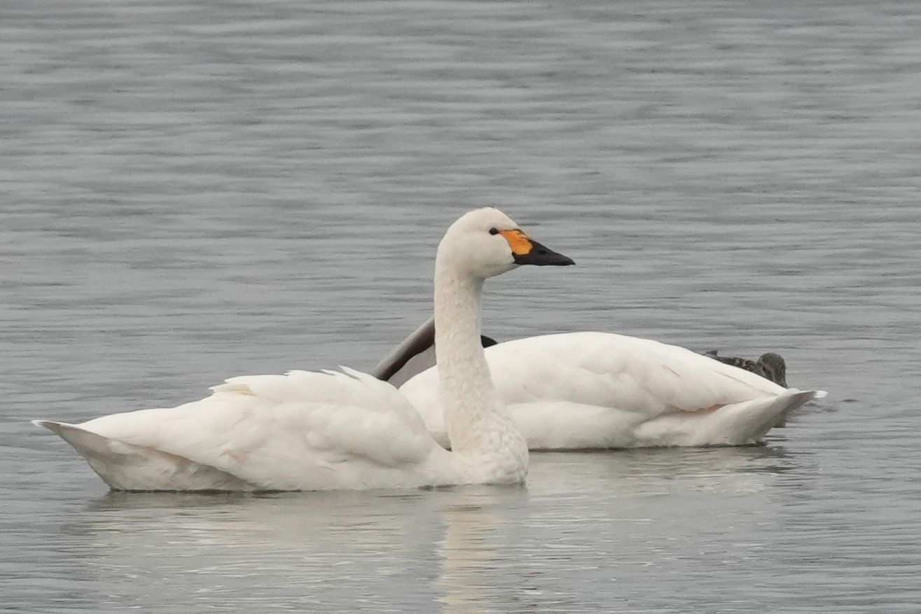 Außergewöhnliche Zwergschwanansammlung
