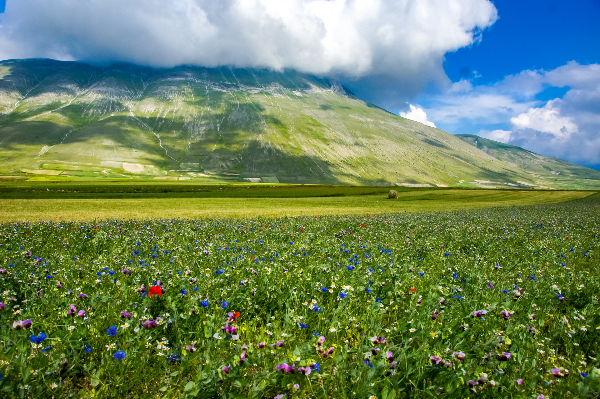 Monti Sibillini - Scampoli di Fioritura