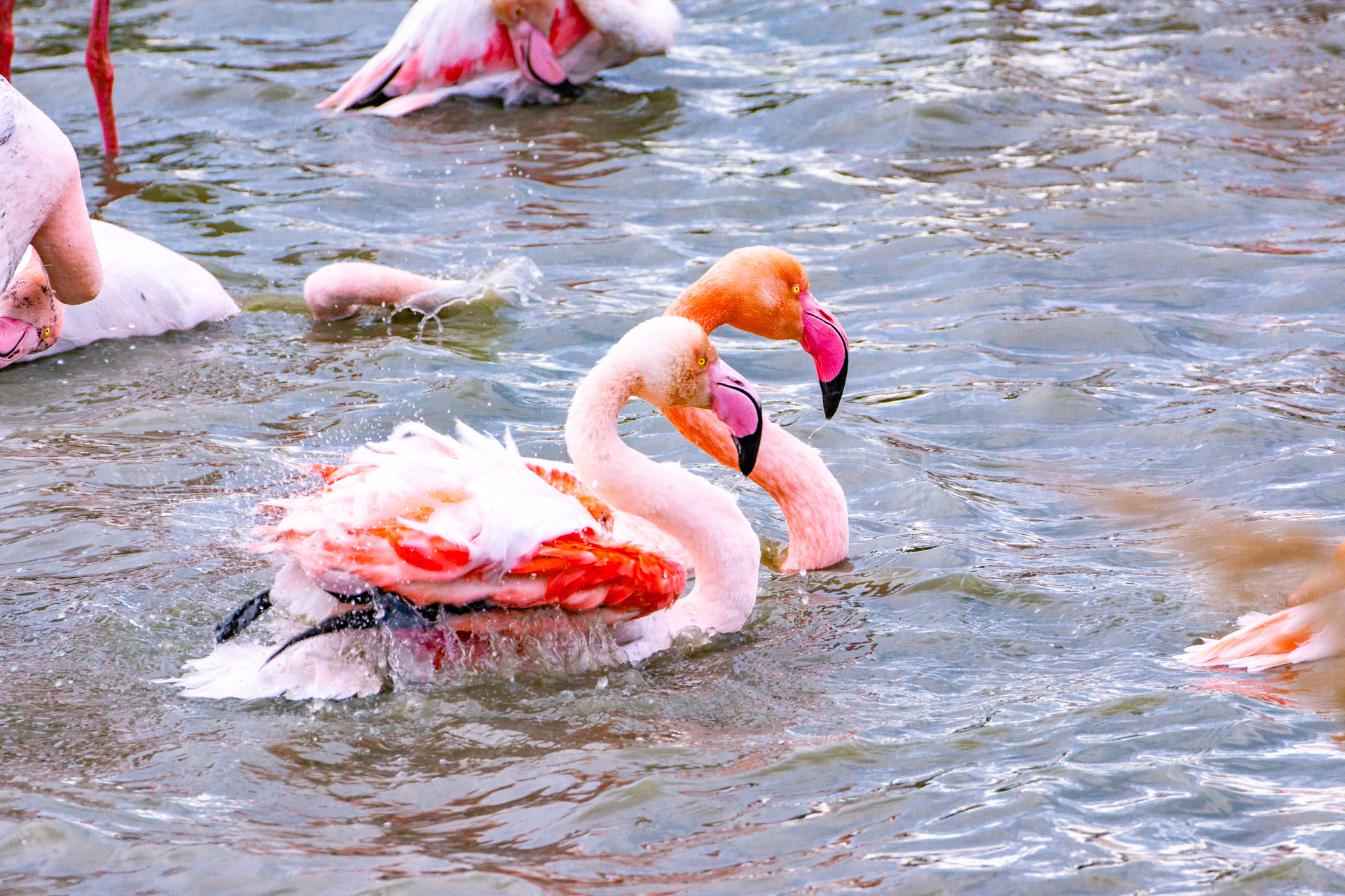 Il dolce inverno di Camargue