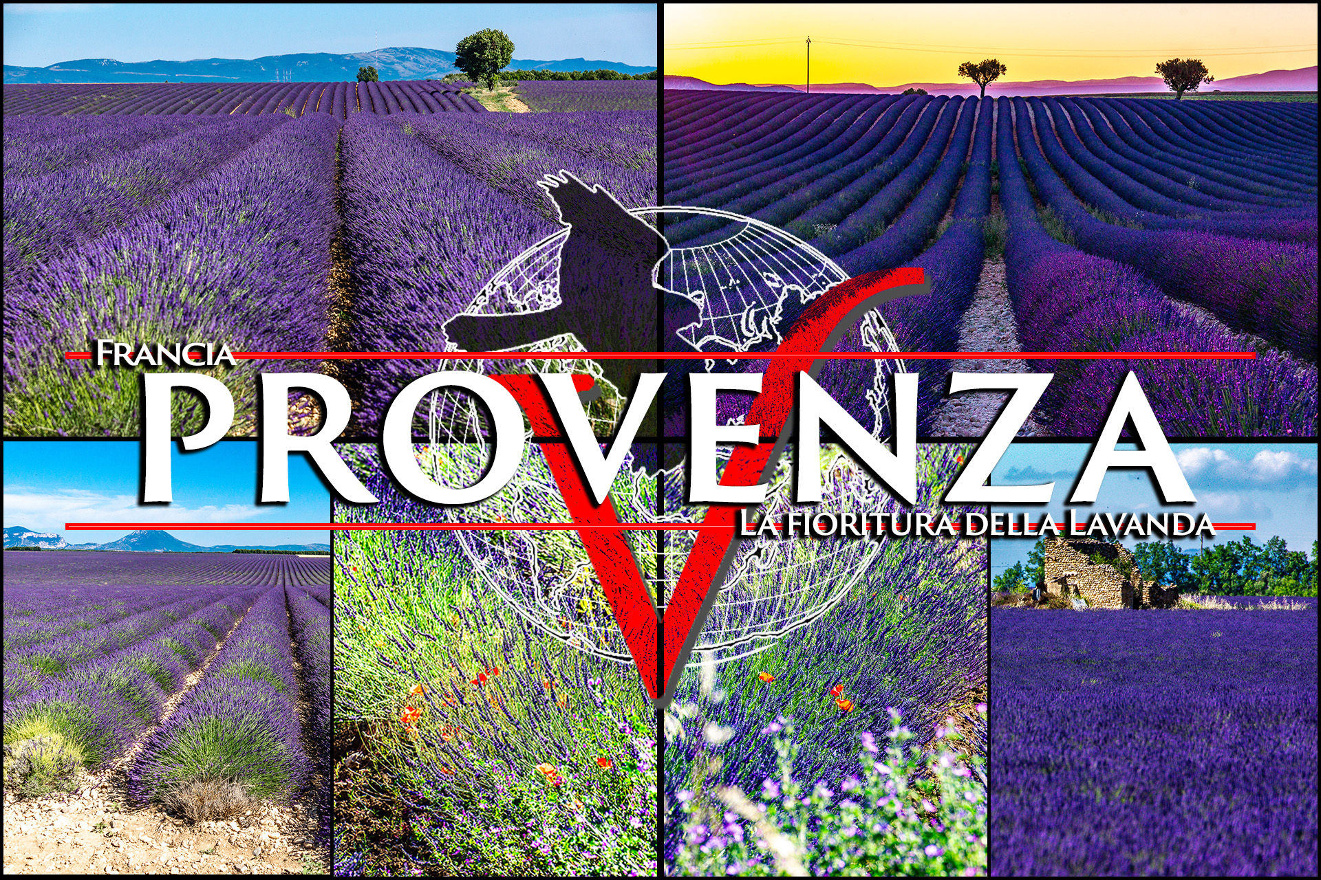 Provenza: la fioritura della Lavanda