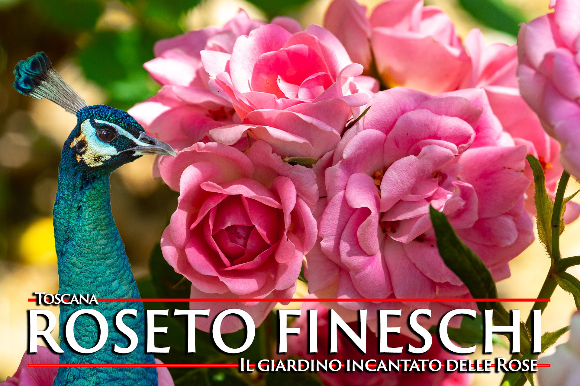 Roseto Carla Fineschi: Il Giardino Incantato delle Rose