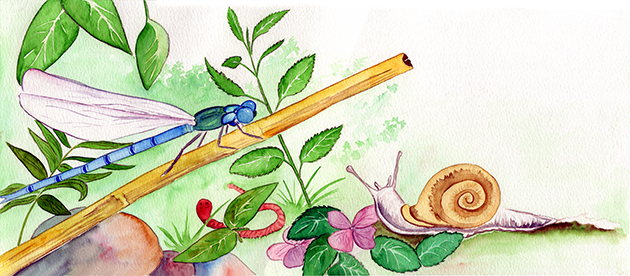 illustration jeunesse nature escargot