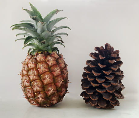 🍍松ぼっくりはパイナップル？違いを知れば、あなたのヴァイオリンは劇的に上達します！ヴァイオリン　教室　バイオリン　レッスン見た目は似ていても、その本質は実は異なります。ヴァイオリンの「ド」の音もまた、物理法則によって異なる音程があります。