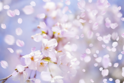 ヴァイオリン　バイオリン　正しい　音程　美しい　音　朗々　響かせる　壺　つぼ　ツボ　桜　桜吹雪