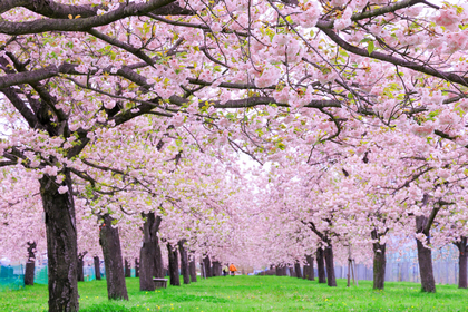 ヴァイオリン　バイオリン　正しい　音程　美しい　音　朗々　響かせる　壺　つぼ　ツボ　桜　桜吹雪