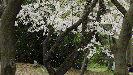 ヴァイオリン　バイオリン　正しい　音程　美しい　音　朗々　響かせる　壺　つぼ　ツボ　桜　桜吹雪