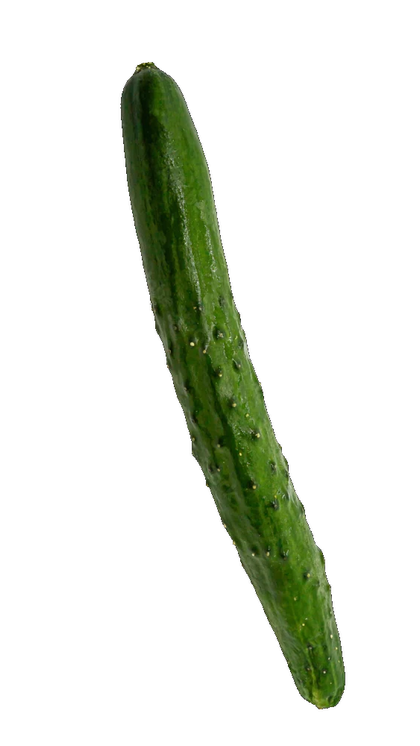 急功近利（急利＝きゅうり）を象徴する野菜のきゅうり - ヴァイオリン教育で避けるべき「早く弾けるように」という誤った姿勢