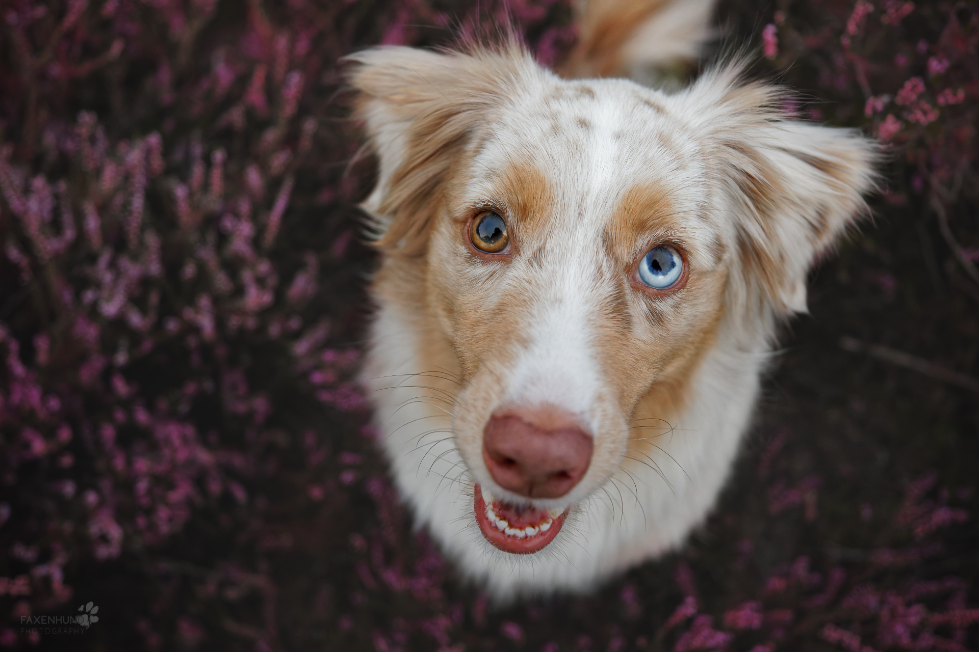 alprazolam hund online bestellen