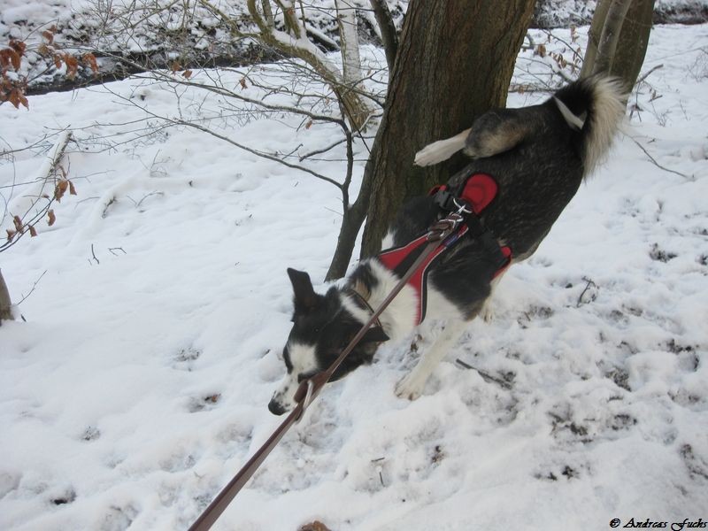 "Rüdin" Sitka markiert!