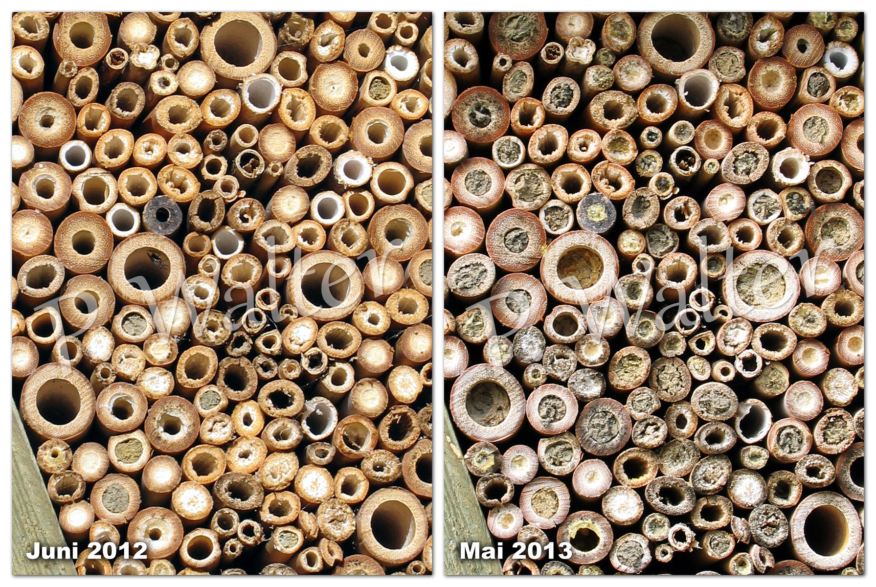 Bambus / hohle Stängel Wildbienen & Co. Fotos, Infos, Tipps