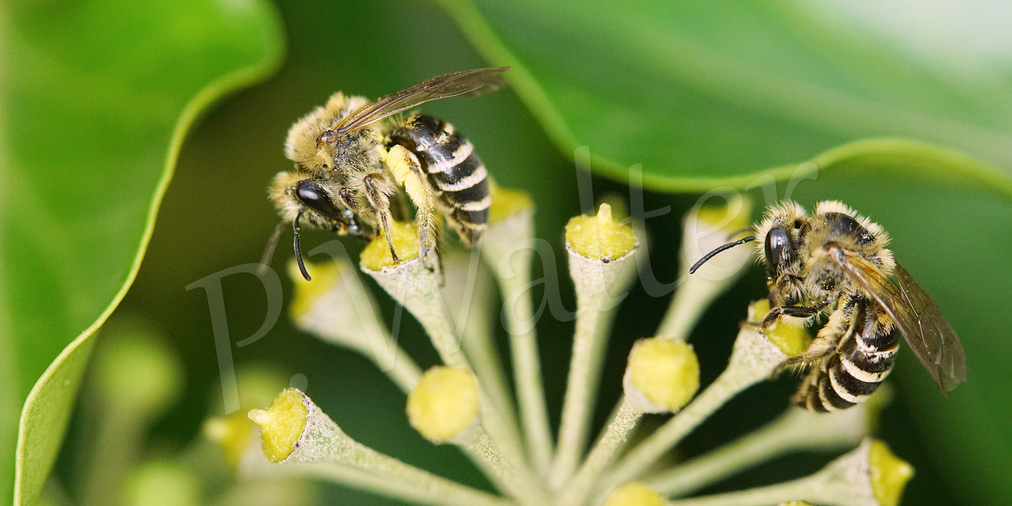 Strauch-Efeu - Wildbienen & Co. - Fotos, Infos, Tipps