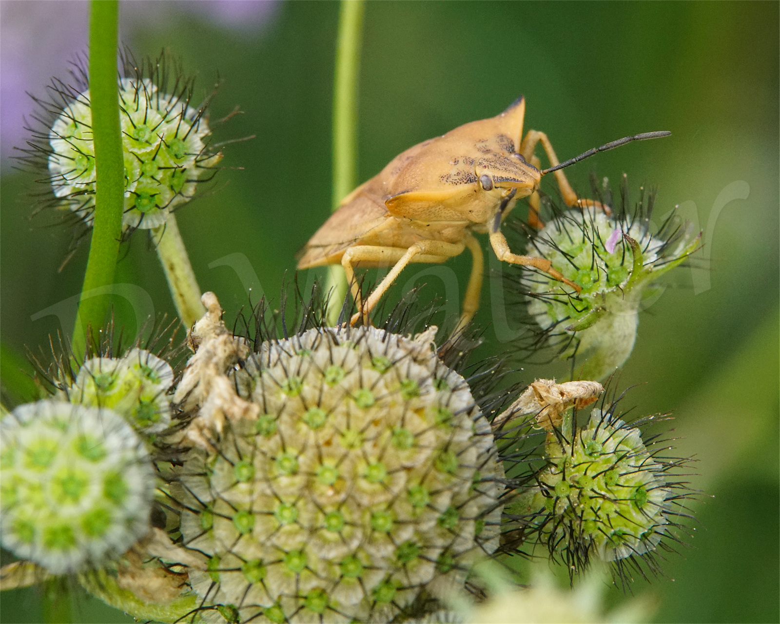 07.08.2021 : Purpur-Fruchtwanze oder Nördliche Fruchtwanze