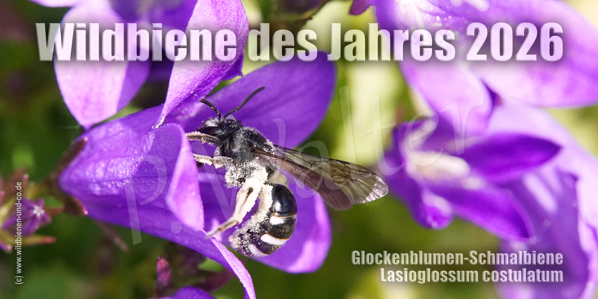 www.wildbienen-und-co.de