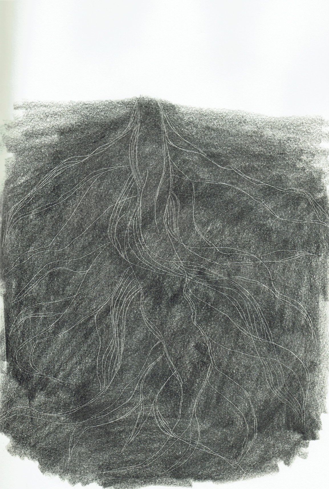 Wurzeln No5, 20x29cm, Mischtechnik Bleistift und Graphit, 2019