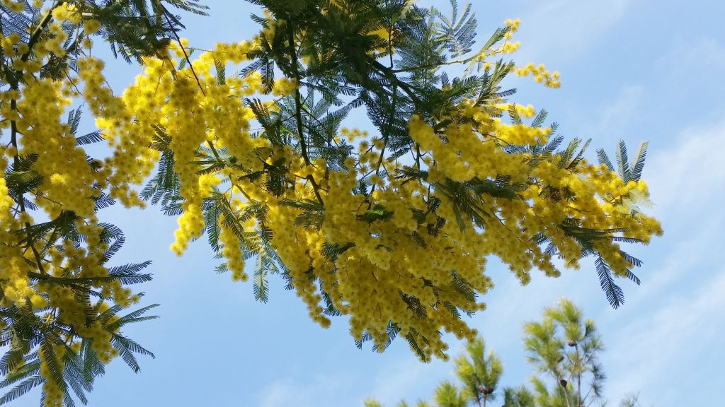 Mimosa