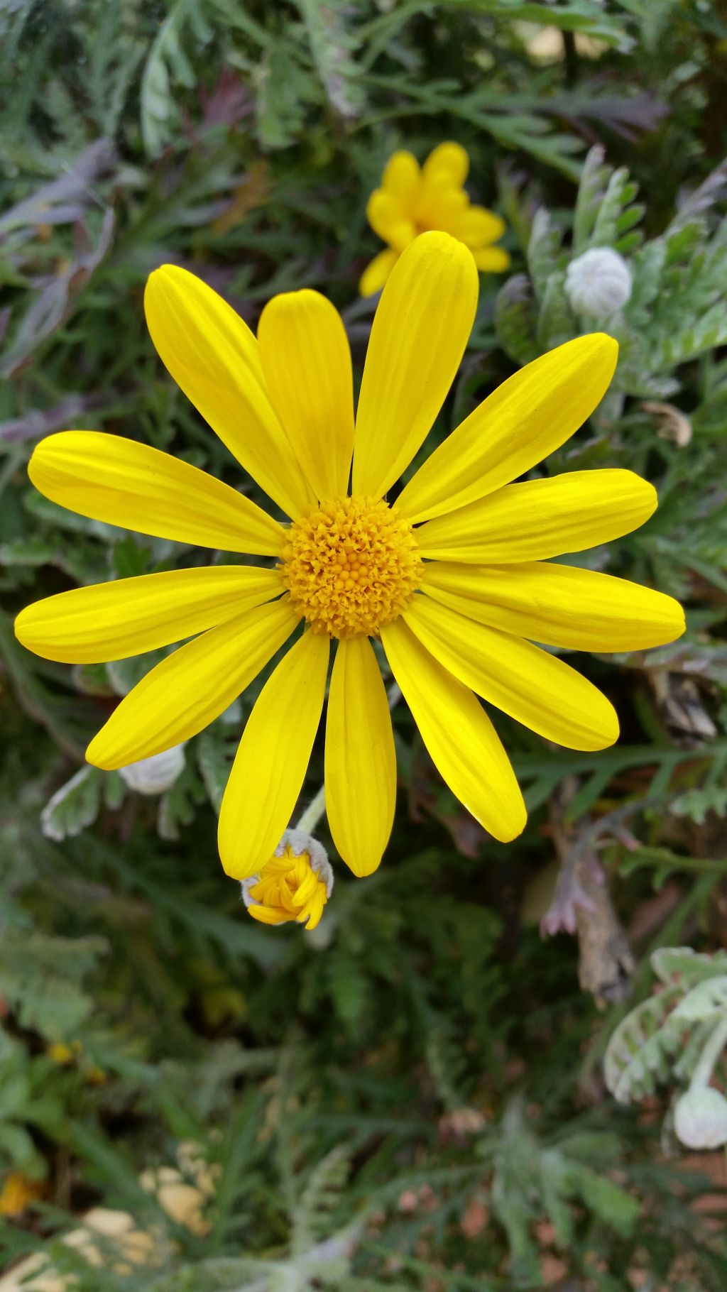 Margrite