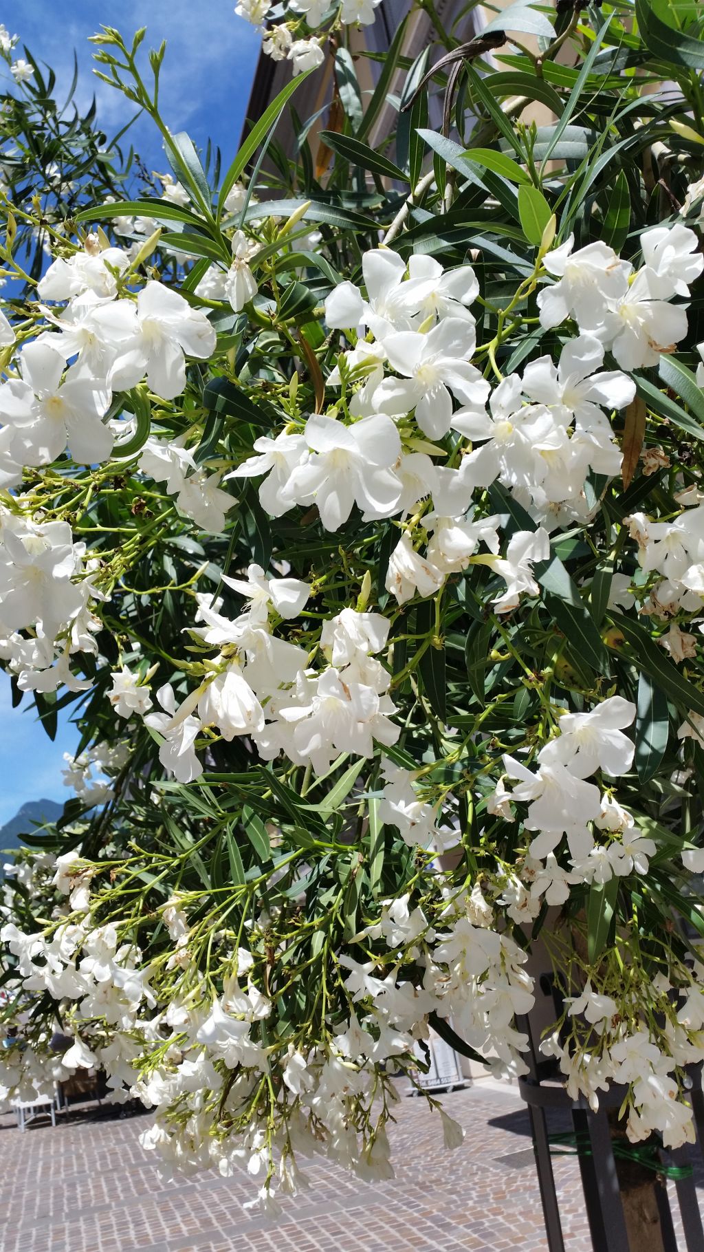 Oleander