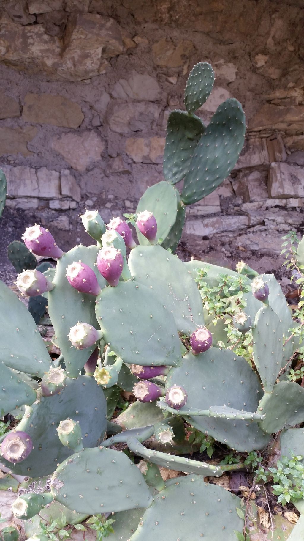 Prickly pears