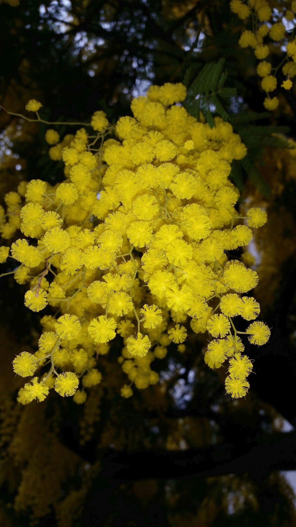 Mimosa
