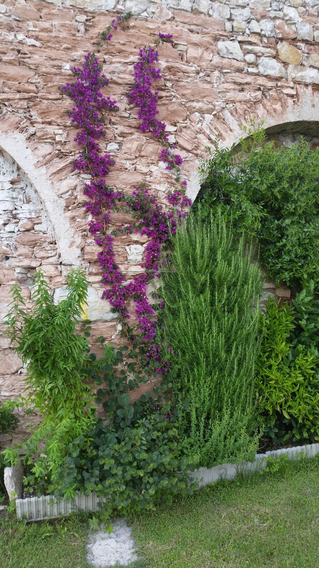 Bouqainvillea