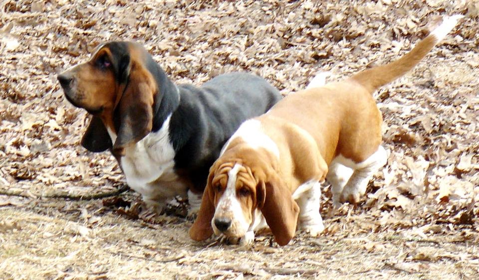 JR & Yana as a Puppies