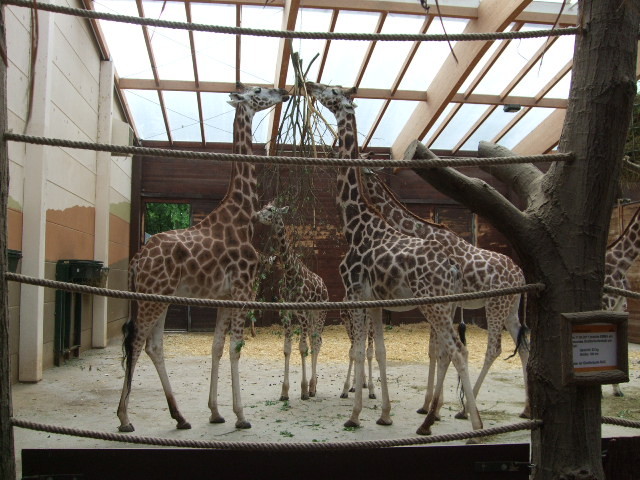 Giraffen