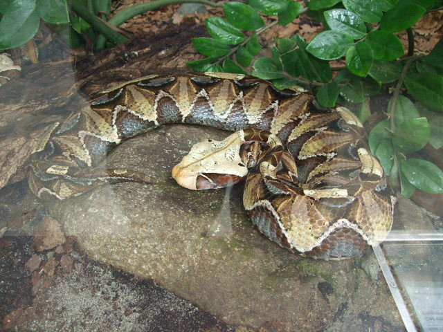 Schlange mit breiten Kopf