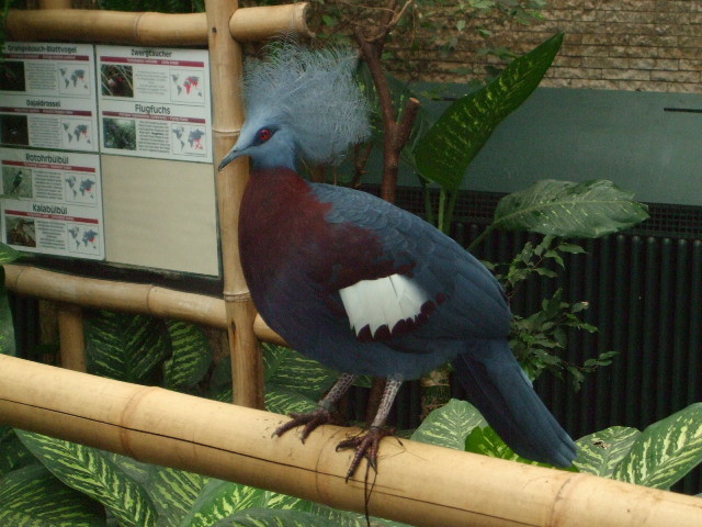 Blauer Flugfuchs