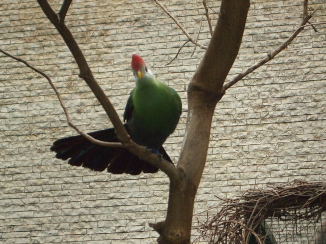 Vogel mit grümer Brust und roter Kopf