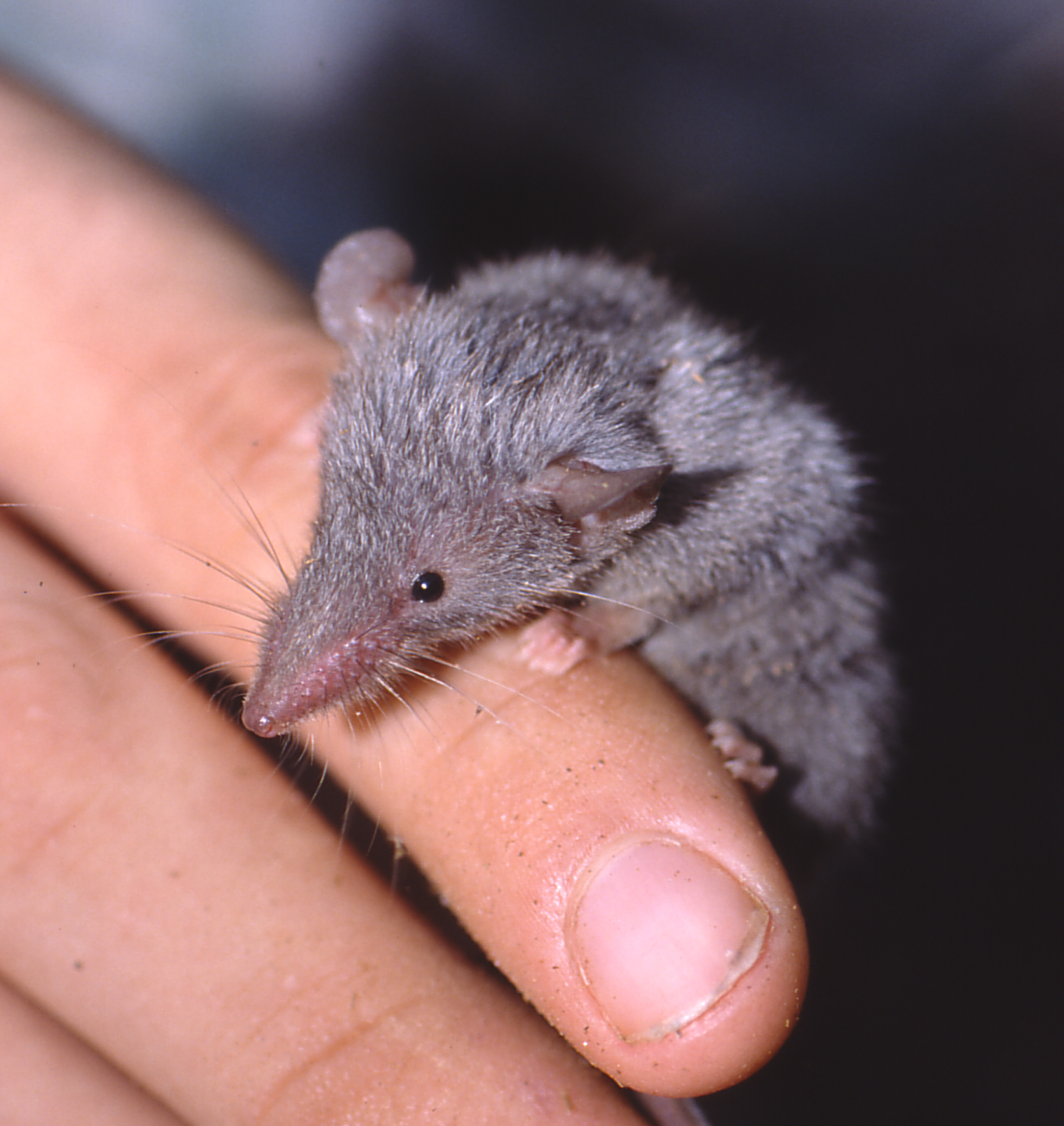 One of the many ecologically similar shrew tenrecs, Microgale brevicauda.