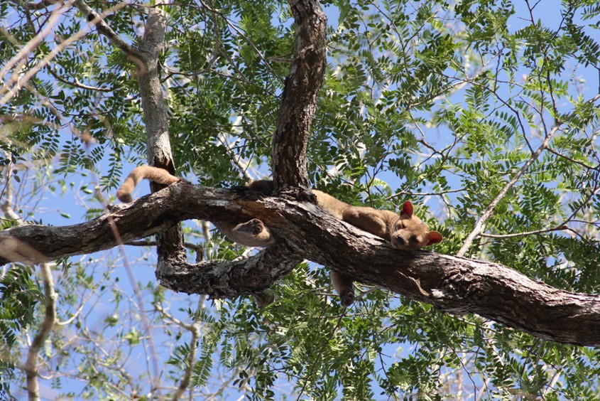 The fosa (Cryptoprocta ferox), Madagascar's largest carnivor.