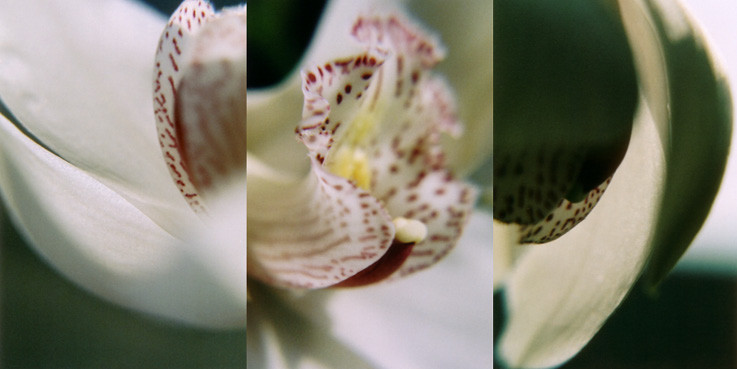 Orchidea 3, Analogic photography, 2003