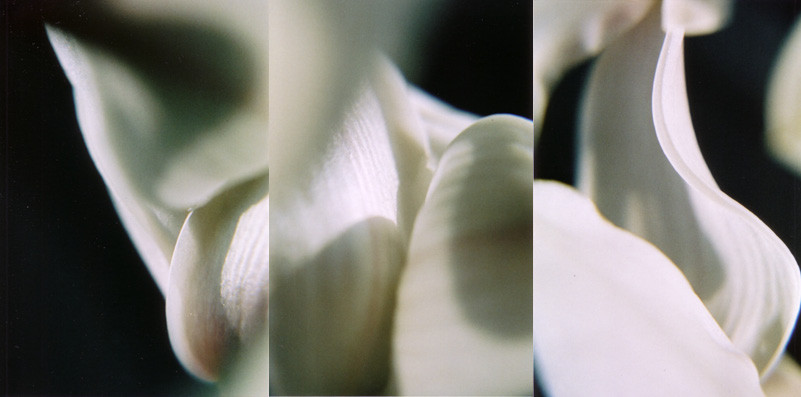 Orchidea 3, Analogic photography, 2003