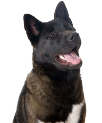 Amerikanischer Akita