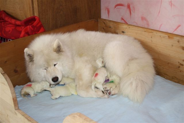 Liebevolle Mama - Magic Moment of Smiling Snow Star (Milla)