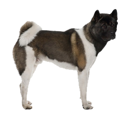 Amerikanischer Akita