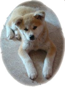 Akita Inu 