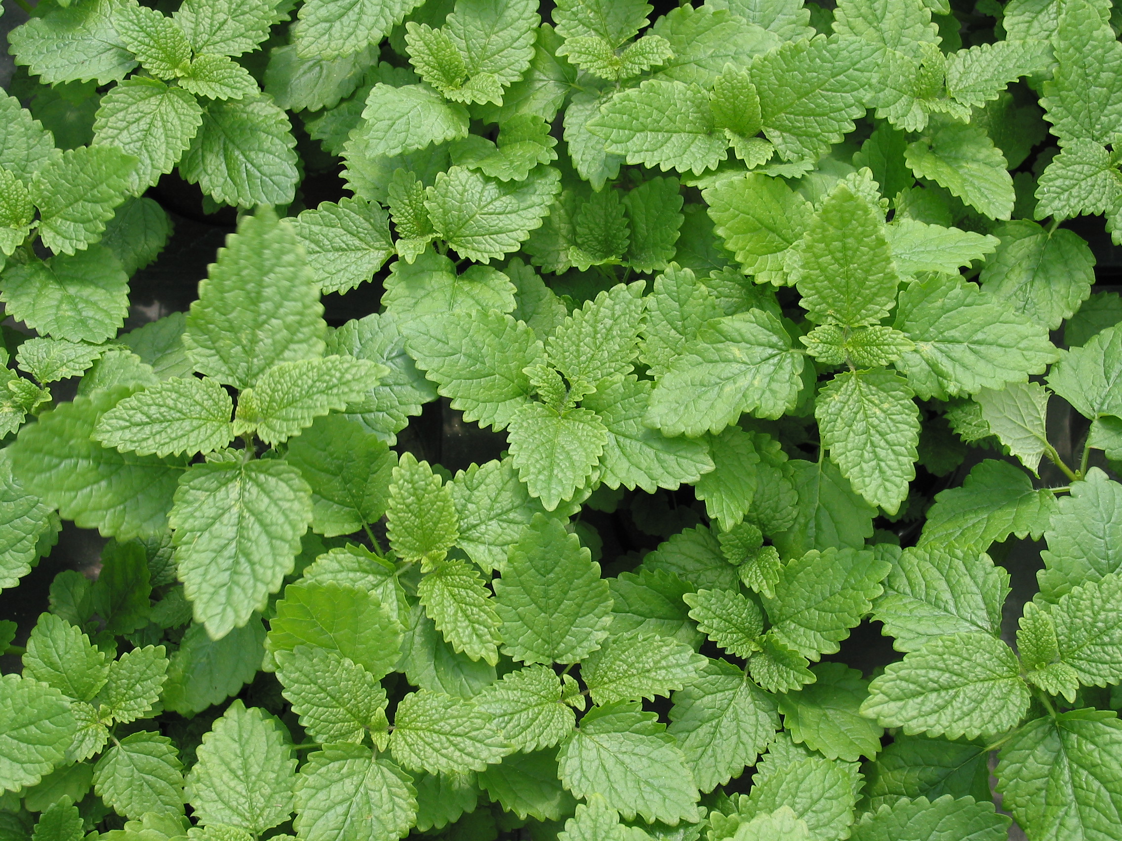 Citronnelle et fausse couche