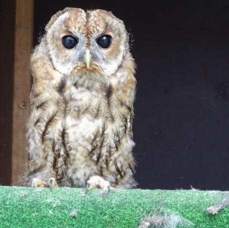 Gerettet aus den Fängen des Tierhandels