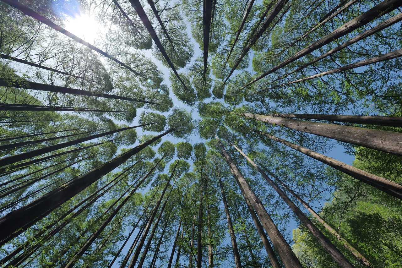 Gefahren für den Wald