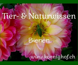 Tier-& Naturwissen Bienen