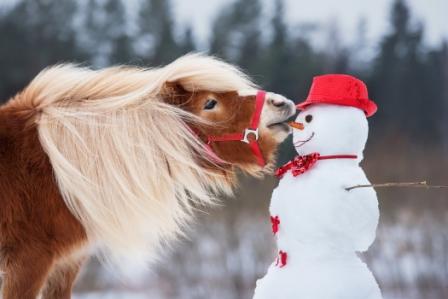 Sinkende Temperaturen - Pferd "einwintern"?