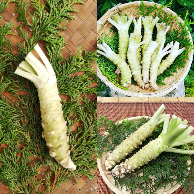 農家直送☆伊豆産　本わさび　300g【市場規格品】3〜4本程度 公式】 静岡・山梨特産品うまちょく便 | 【公式】伊豆 天城 産