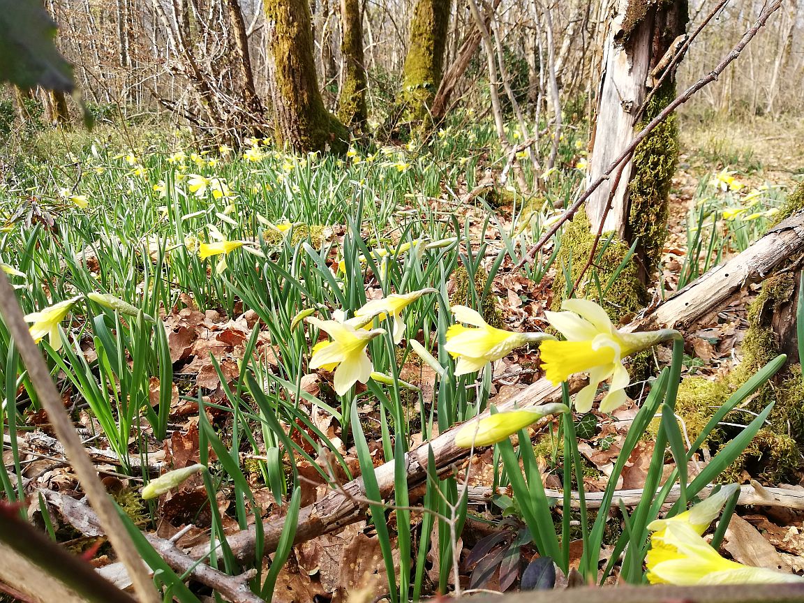 Die wilden Narzissen im Wald