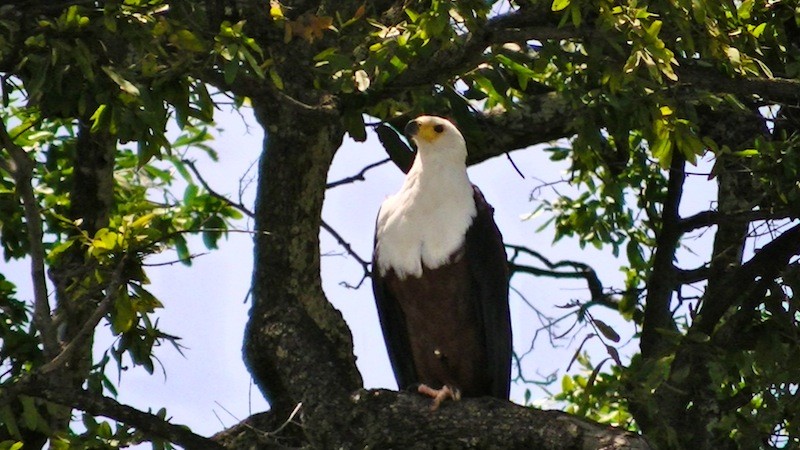 北米の白頭鷲と同じくらい大きなアフリカン・フィッシュ・イーグル（和名：三色海鷲）