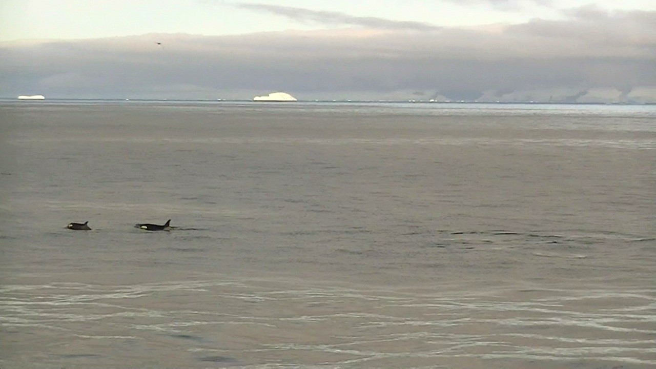 トリニティ島を離れて南極半島沿いに氷山の浮かぶ海を南下すると、２頭のオルカが見えた